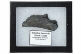 Bizarre Shark (Edestus) Jaw Section with Teeth - Carboniferous #269692-3